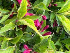 -香探花·擀面皮肉夹馍(北苑店)