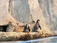 -帝企鹅自助餐厅•儿童岛•真企鹅(长隆企鹅酒店)