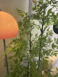 -变美丽半永久纹眉连锁·机器野生眉•洗眉