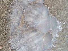 -碧桂园十里银滩