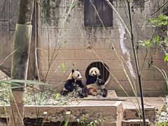 -中国大熊猫保护研究中心雅安碧峰峡基地