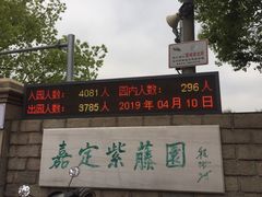 -嘉定紫藤园