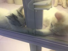 -喵的天空名猫咖啡馆·撸猫·猫舍·用品