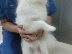 -瑞派动物医院·猫专科·至诚(江南中分院)