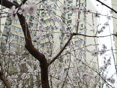 -北京凤凰岭