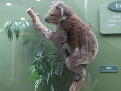 -国家自然博物馆