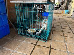 -翠景湾脆鱼轩·中山脆肉鲩(井岸17年老店)