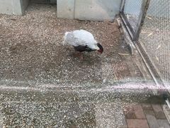 -青藏高原野生动物园