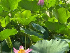 -莲花池公园
