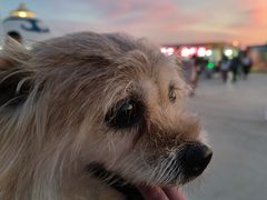 -必胜客(安盛金马店)