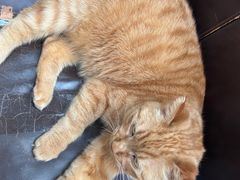 -肥仔文澳门猪骨煲(南京西路店)