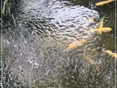 -北京龙庆四季香农家饭庄·灶台鱼·碳烤虹鳟鱼(龙庆峡店)