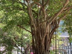 -香港佐治五世纪念公园