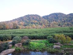 -中国茶叶博物馆(双峰馆区)