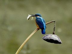 -四川大学(华西校区)