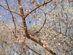 -桃花堤公园