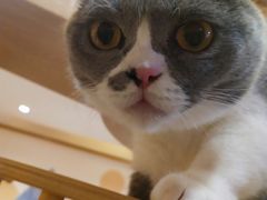 -滚猫咖啡·猫咖·猫友好撸猫(未来城店)