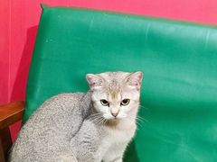 -猫色咖啡·猫咖