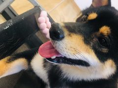-南京Hallo宠物乐园·哈罗犬舍·柴犬繁育基地