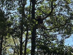 -中国大熊猫保护研究中心雅安碧峰峡基地