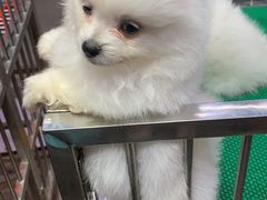 -中环花鸟鱼虫市场