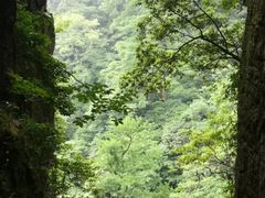 -天目山大树王景区