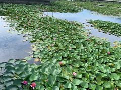 -微山湖红荷湿地景区