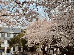-武汉大学-樱园