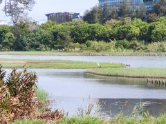 -华侨城湿地公园