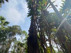 -中国科学院西双版纳热带植物园