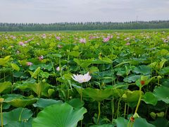 -西青郊野公园