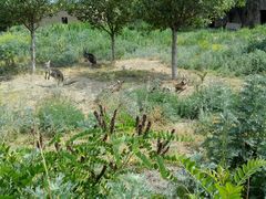 -新疆天山野生动物园