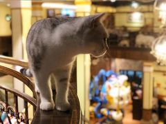 猫猫-more than meow吴止猫主题餐厅(承德 中船汇店)