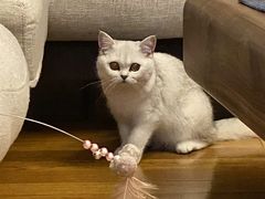 -东方名猫馆·英短金渐层布偶猫舍(环线广场1号楼店)