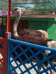 -萌宠亲子动物乐园(槐房万达店)