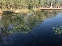 -绿堤公园