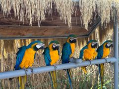 -西霞口神雕山野生动物世界