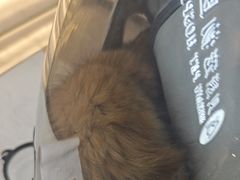 -贝康宠物医院·犬猫全科·小动物特色诊疗中心(东环路店)