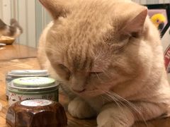 -猫小院猫主题咖啡厅(北锣店)