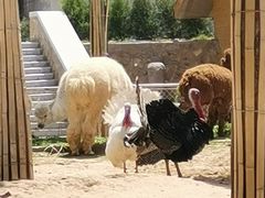 -石家庄市动物园