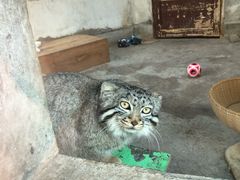 -青藏高原野生动物园