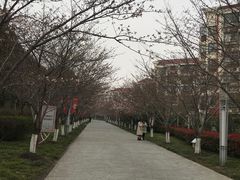 -高东镇樱花园