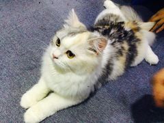 -喵的天空名猫咖啡馆·撸猫·猫舍·用品