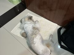 -关爱动物医院·心脏·中兽医·异宠(金牛路分院)