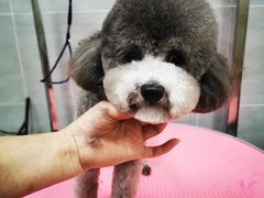 -宠福鑫康馨动物医院·骨科·眼科