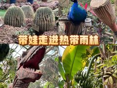 -呀路古热带植物园