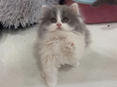 -糯米喵星人总部直营旗舰店·猫舍·幼猫出售