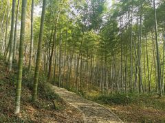 -上海佘山国家森林公园天马山园