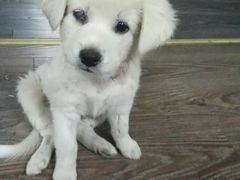 -骐奇宠物诊疗中心(南亭公路店)