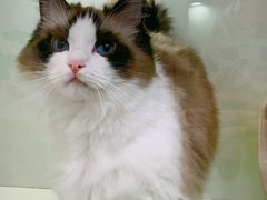 -青奢宠物·青奢猫舍